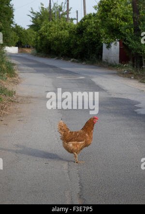 Conoce el Miedo y el Atracción en el Juego de la Carretera de Pavo en España - overview